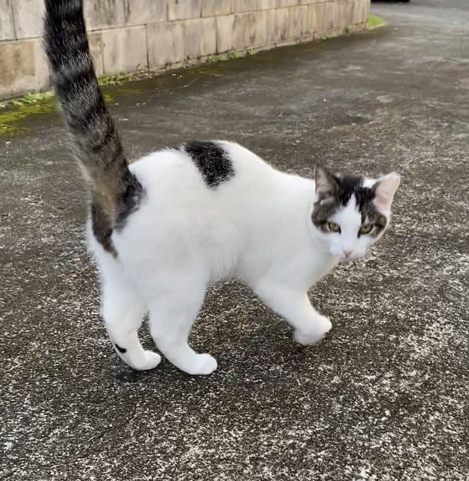 LOST PET - Mokulele Drive, Kaneohe, Oahu | Stolen Stuff Hawaii