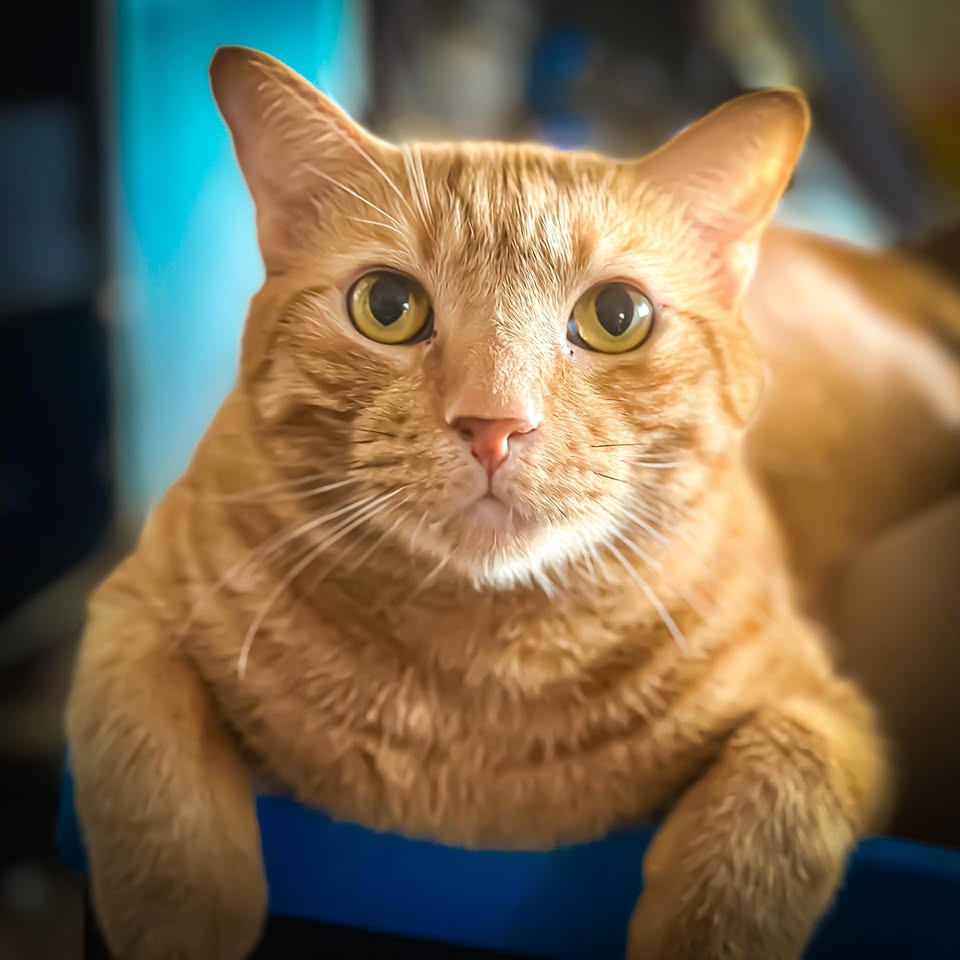 LOST PET - Kepola Place and Nuʻuanu Pali Drive, Nuʻuanu Valley, Oʻahu | Stolen Stuff Hawaii