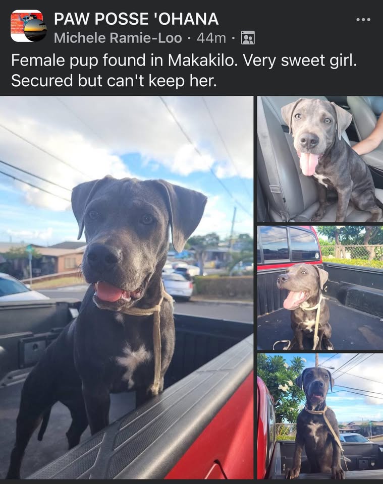 FOUND PET - Makakilo, Oahu | Stolen Stuff Hawaii