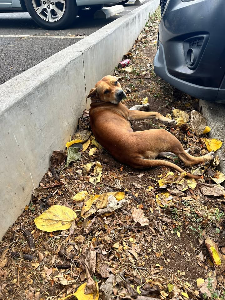 FOUND PET - Kuhio Park Terrace, Honolulu, Oahu | Stolen Stuff Hawaii