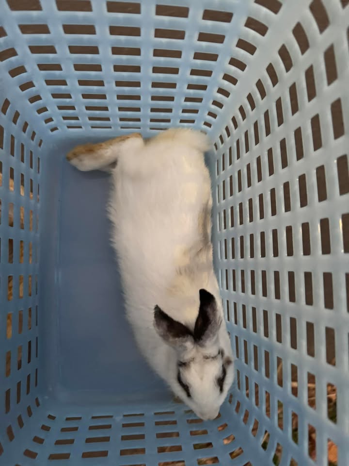 FOUND PET - Waikalua Road, Kaneohe, Oahu | Stolen Stuff Hawaii