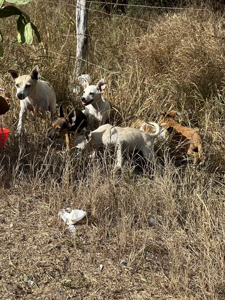 ANIMAL SIGHTING - 83 Farrington Hwy, Waianae, Oahu | Stolen Stuff Hawaii