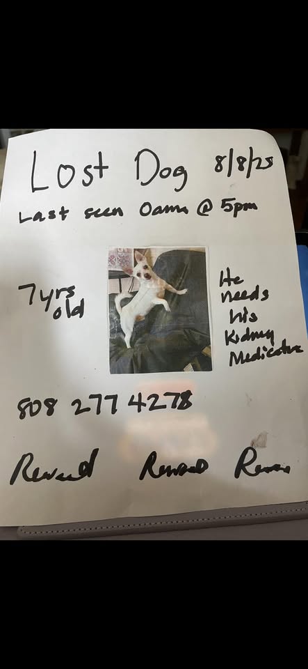 LOST PET - Oama Street, Ewa Lani, Oahu | Stolen Stuff Hawaii