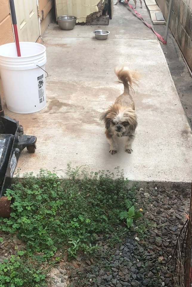 FOUND PET - Royal Kunia/Village Park, Oahu | Stolen Stuff Hawaii