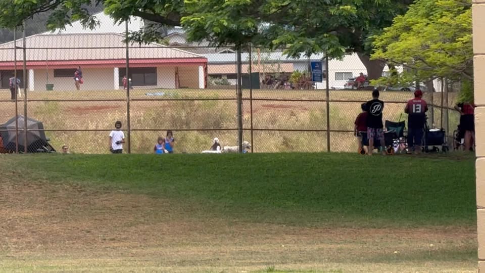 ANIMAL SIGHTING - Waiau District Park, Pearl City, Oahu | Stolen Stuff Hawaii