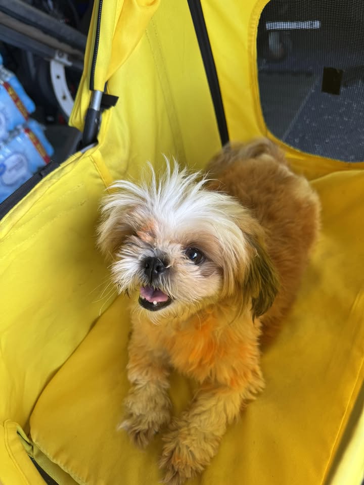 FOUND PET - Village Park, Waipahu, Oahu | Stolen Stuff Hawaii