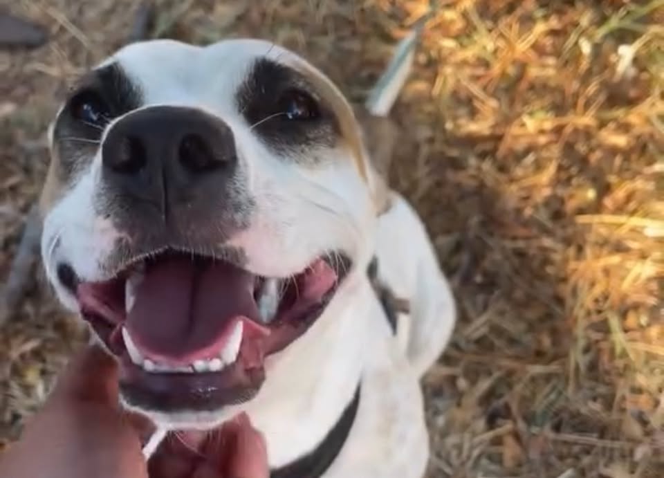 FOUND PET - Hawaii | Stolen Stuff Hawaii