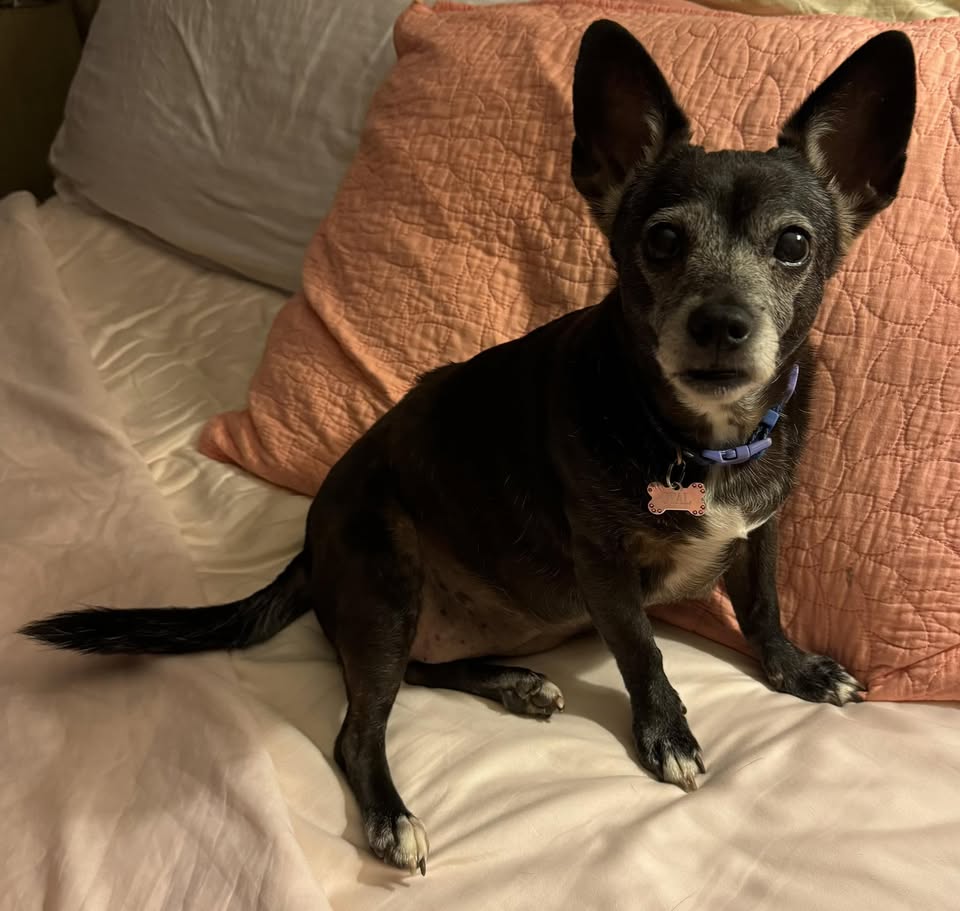 LOST PET - Manoa, Honolulu, Oahu | Stolen Stuff Hawaii