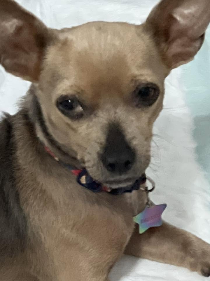 LOST PET - Kunia, Oahu | Stolen Stuff Hawaii