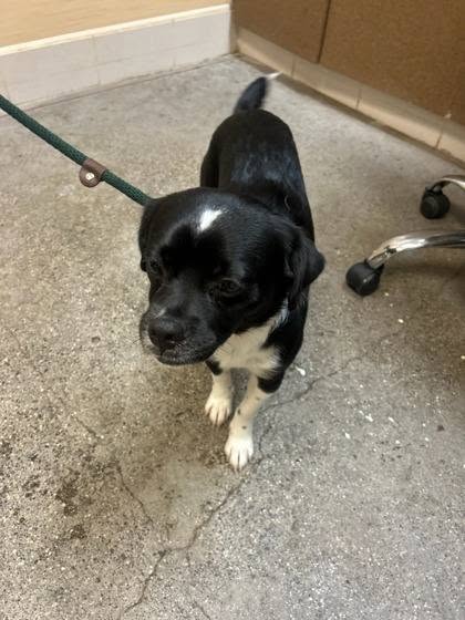 FOUND PET - Ala Kapuna Street, Moanalua Salt Lake, Honolulu, Oahu | Stolen Stuff Hawaii