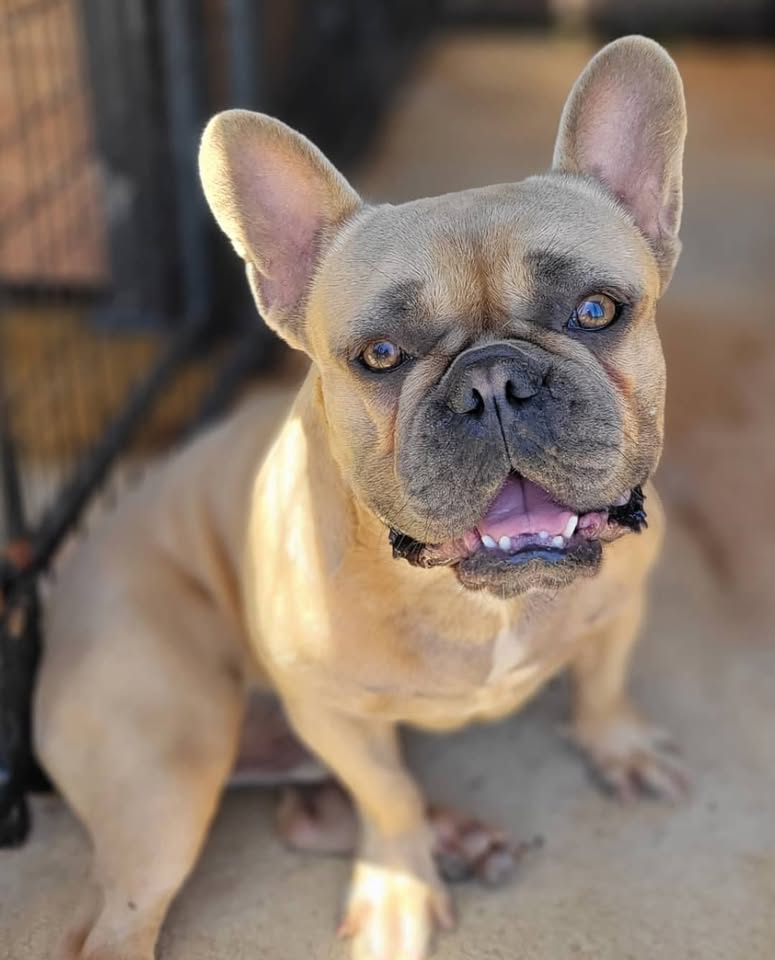 LOST PET - Frenchy Village Park, Hawaii | Stolen Stuff Hawaii