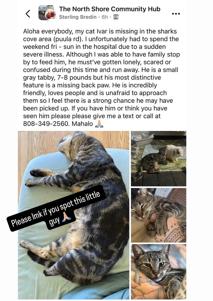 LOST PET - North Shore, Oahu | Stolen Stuff Hawaii