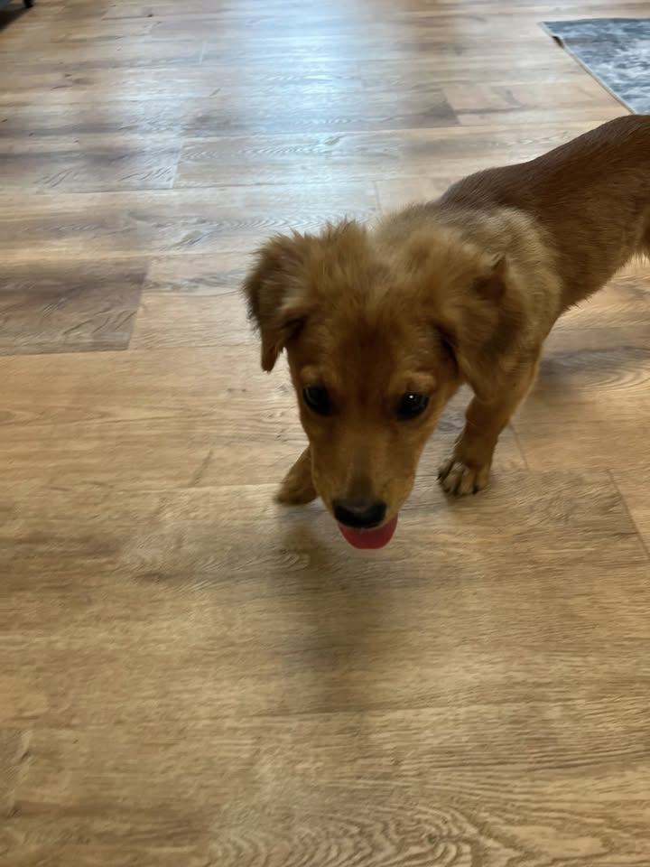 FOUND PET - Hawaii | Stolen Stuff Hawaii