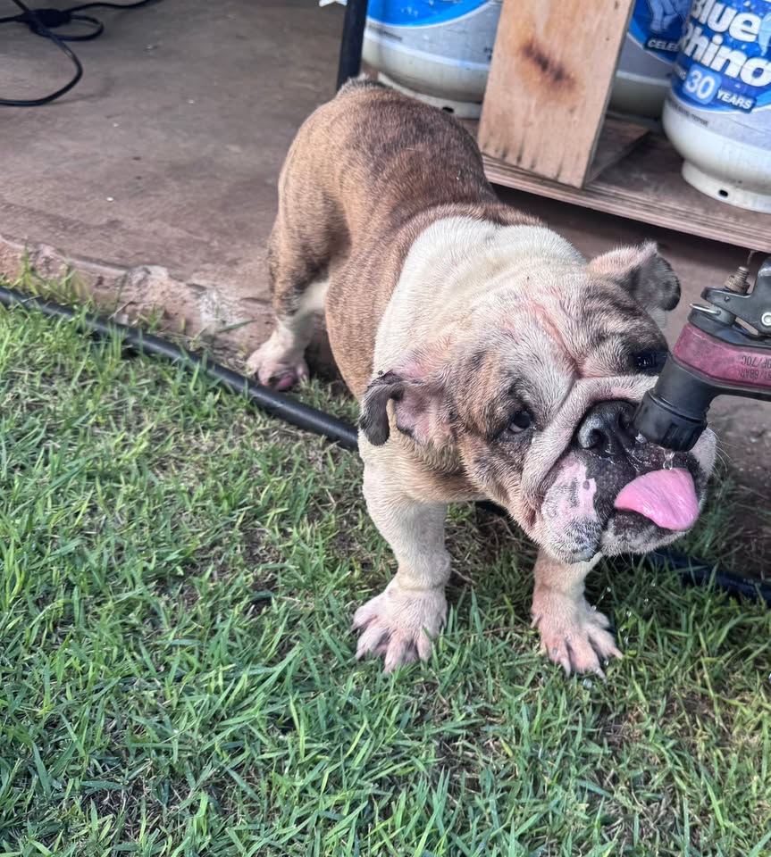 FOUND PET - Ewa Villages, Oahu | Stolen Stuff Hawaii