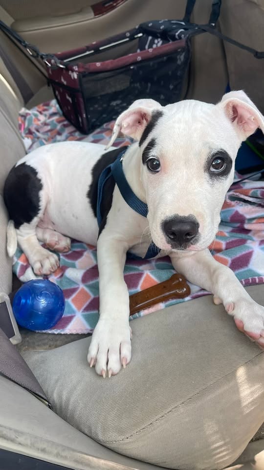 FOUND PET - Kaionas | Stolen Stuff Hawaii