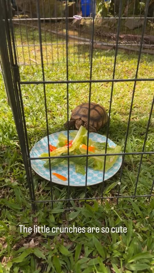LOST PET - Hawaii | Stolen Stuff Hawaii