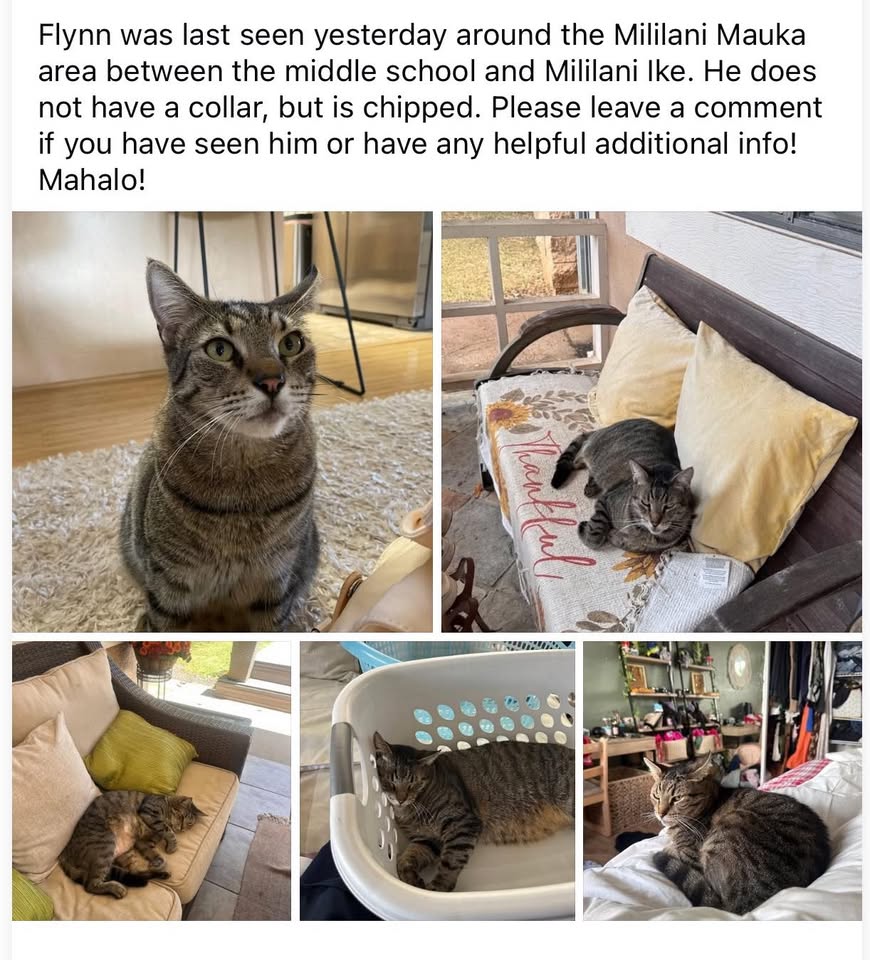 LOST PET - Hoakua Street, Mililani Mauka, Oahu | Stolen Stuff Hawaii