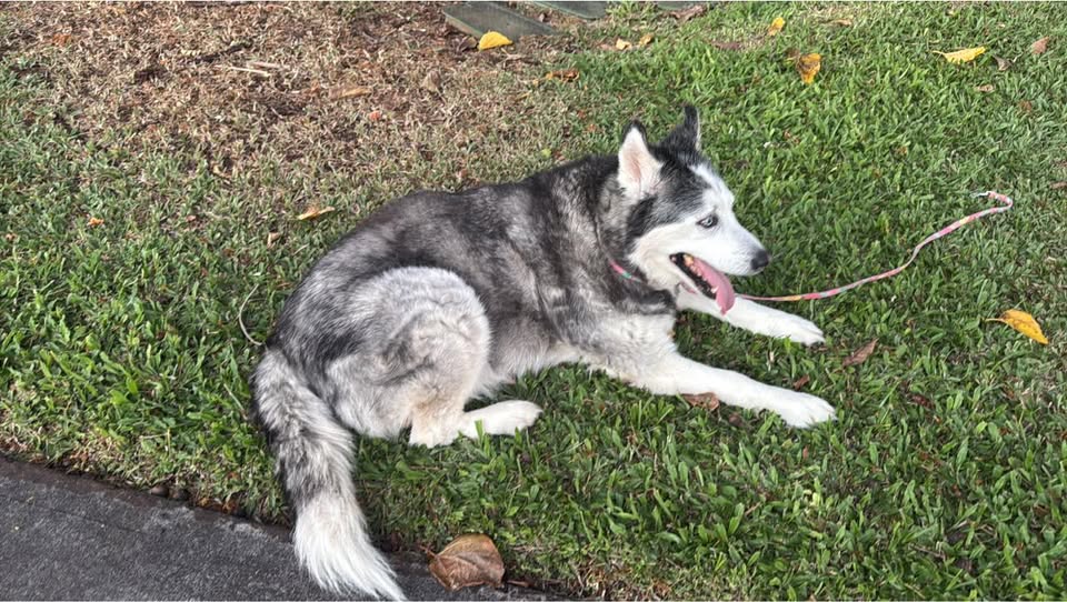 FOUND PET - Kaiko Street, Ewa Beach | Stolen Stuff Hawaii