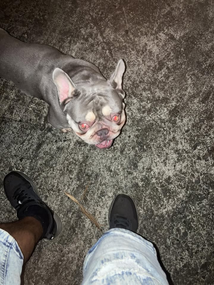 FOUND PET - 10th Ave, Honolulu, Oahu | Stolen Stuff Hawaii
