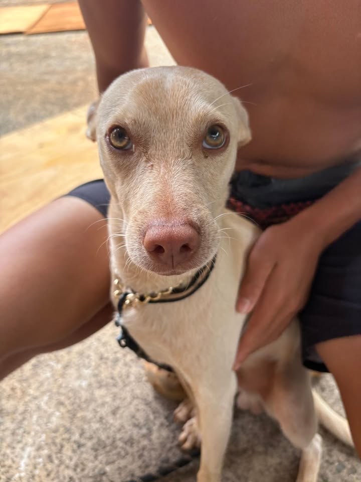 FOUND PET - Intersection of Kamehameha Highway and Kilani Avenue, Wahiawa | Stolen Stuff Hawaii