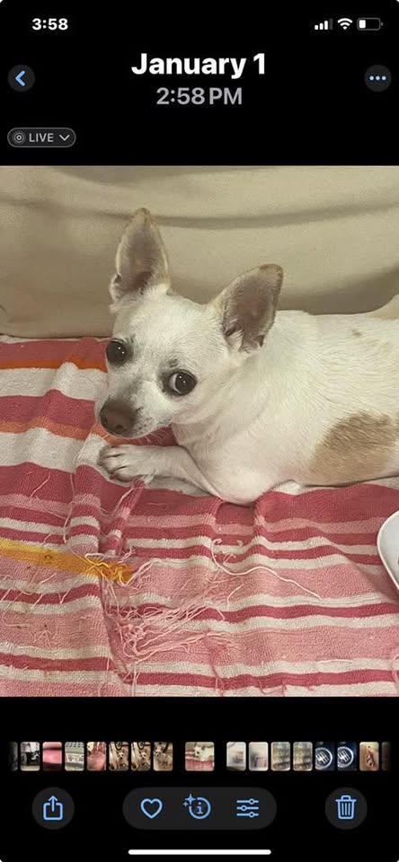 LOST PET - Oama Street, Ewa Beach | Stolen Stuff Hawaii