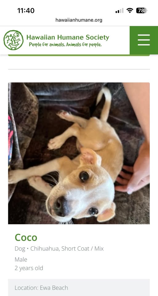 LOST PET - Ewa Beach North Road, Laupapa Kauiki Street, Ewa Beach | Stolen Stuff Hawaii