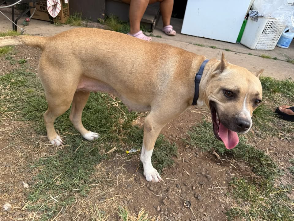 FOUND PET - Lualualei, Nanakuli, Oahu | Stolen Stuff Hawaii