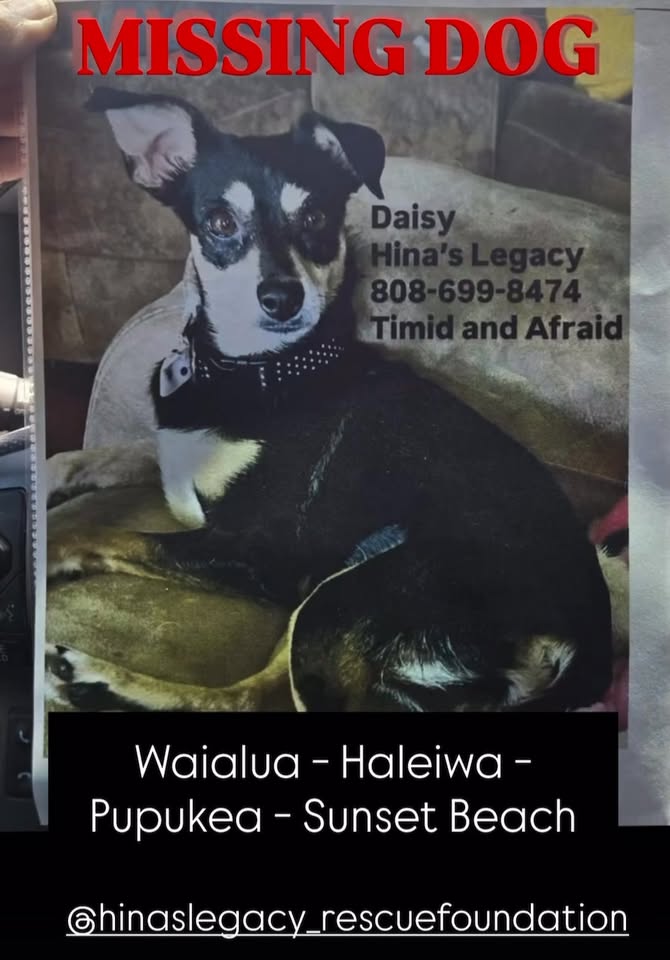 LOST PET - Pupukea, Oahu | Stolen Stuff Hawaii