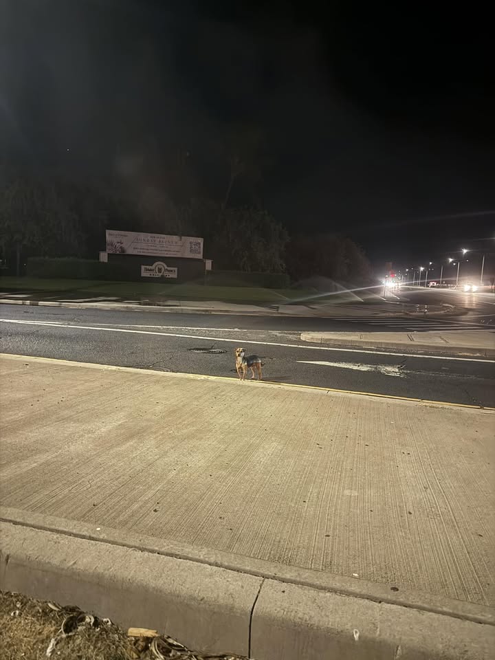 ANIMAL SIGHTING - Intersection by Safeway, Ewa Gentry, Oahu | Stolen Stuff Hawaii