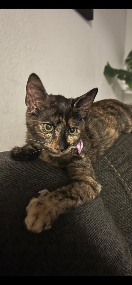 LOST PET - Waiau Garden Kai, Aiea, Oahu | Stolen Stuff Hawaii