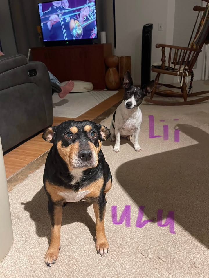 LOST PET - Sherwoods Beach, Waimanalo, Oahu | Stolen Stuff Hawaii