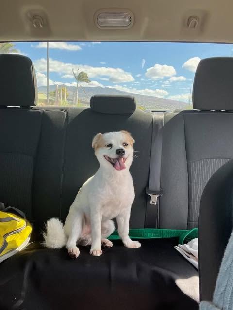 FOUND PET - Hawaii | Stolen Stuff Hawaii