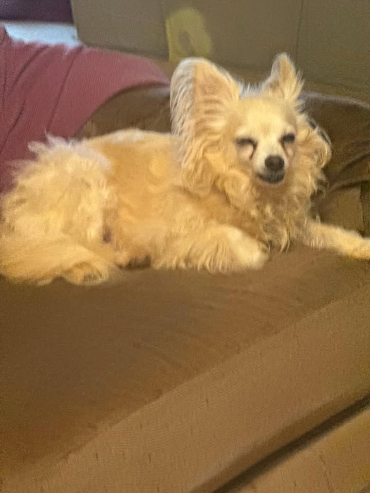 LOST PET - Welehu Street, Mililani, Oahu | Stolen Stuff Hawaii