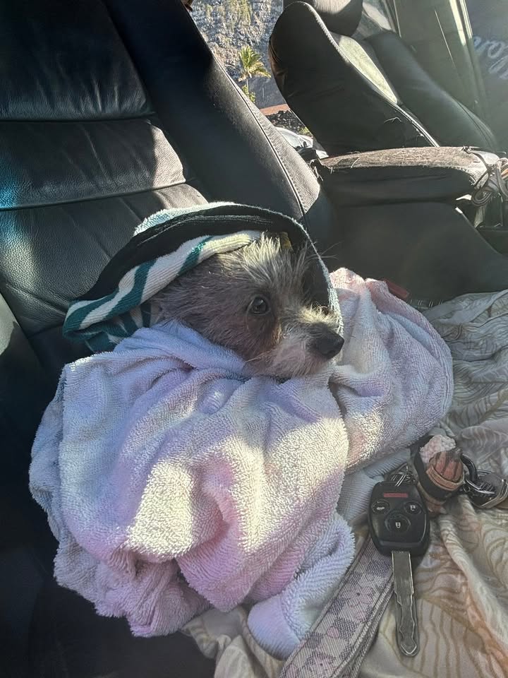 LOST PET - Safeway Kapahulu, Honolulu, Oahu | Stolen Stuff Hawaii