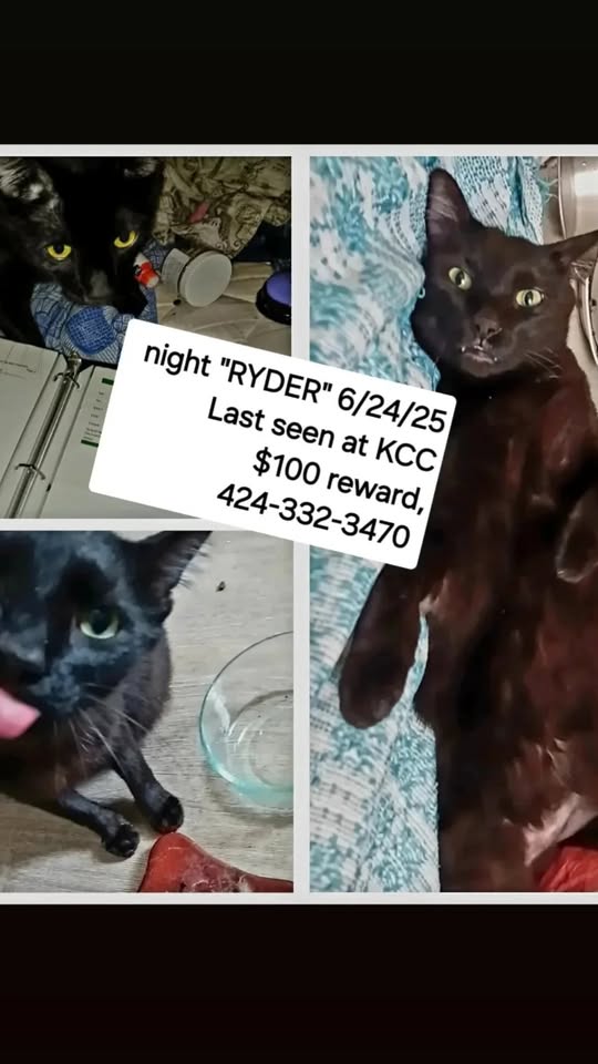 LOST PET - Hawaii | Stolen Stuff Hawaii