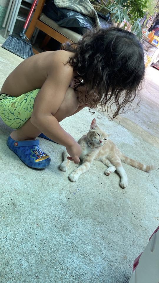 LOST PET - Wai’anae maili, behind 76 | Stolen Stuff Hawaii