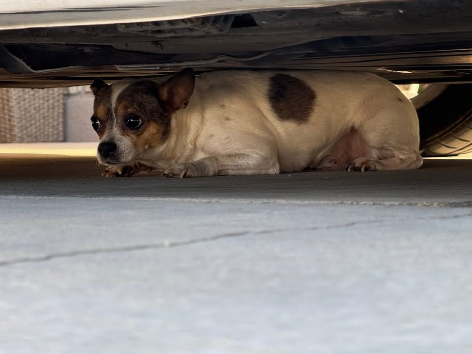 FOUND PET - Ewa Gentry area | Stolen Stuff Hawaii