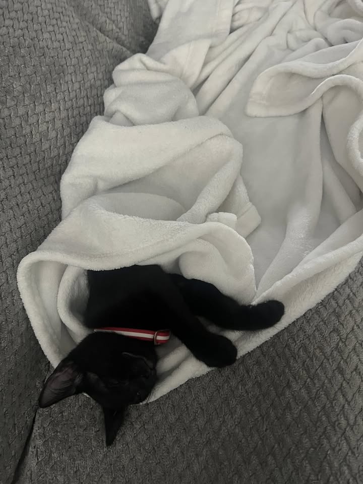 FOUND PET - Hawaii | Stolen Stuff Hawaii