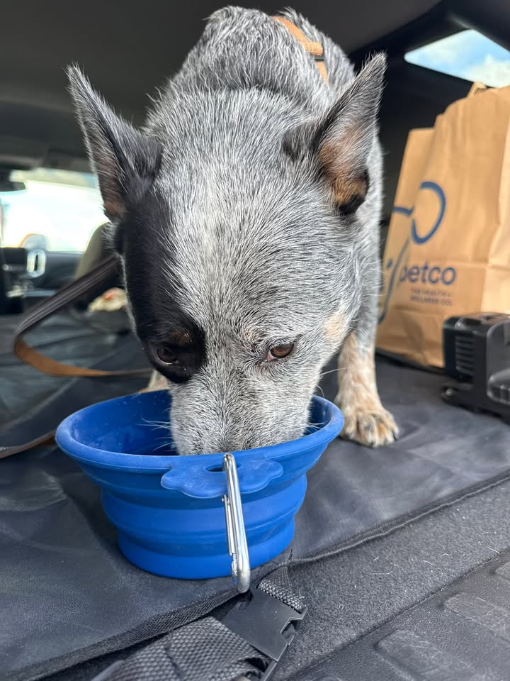 LOST PET - Hawaii | Stolen Stuff Hawaii