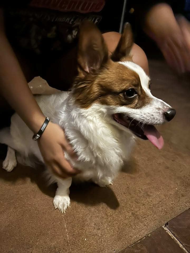 FOUND PET - Hiapo Street, Waipahu | Stolen Stuff Hawaii