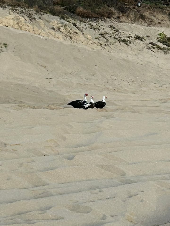 ANIMAL SIGHTING - Makaha, Oahu | Stolen Stuff Hawaii