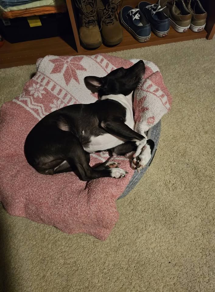 LOST PET - Aiea, Oahu | Stolen Stuff Hawaii