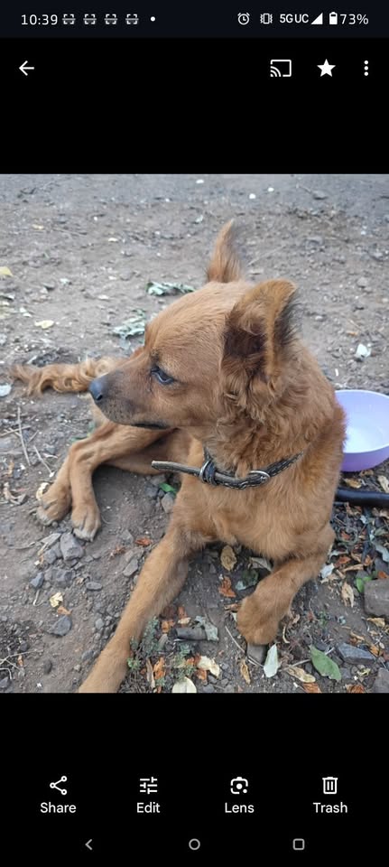 FOUND PET - Pahu Street, Waipahu | Stolen Stuff Hawaii