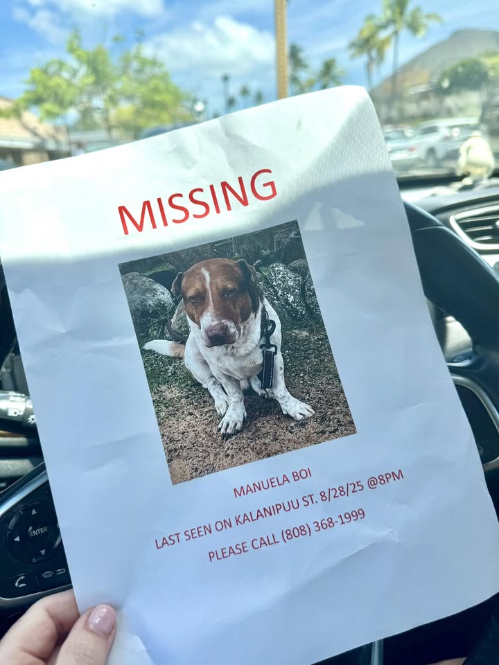 LOST PET - Hawaii Kai, Oahu | Stolen Stuff Hawaii