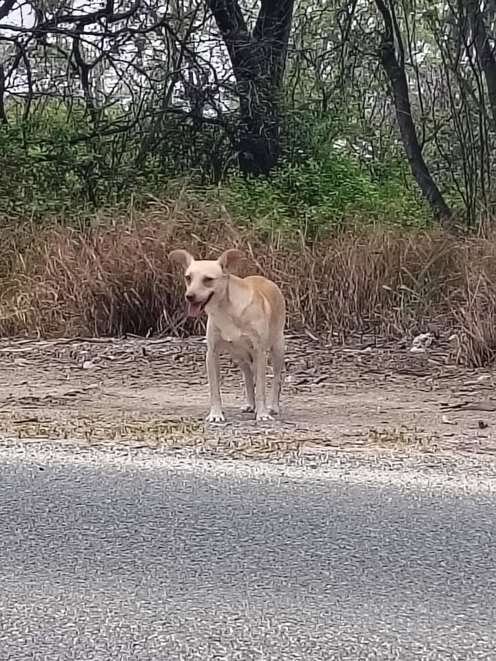 ANIMAL SIGHTING - White Plains Beach entrance, Ewa Beach | Stolen Stuff Hawaii