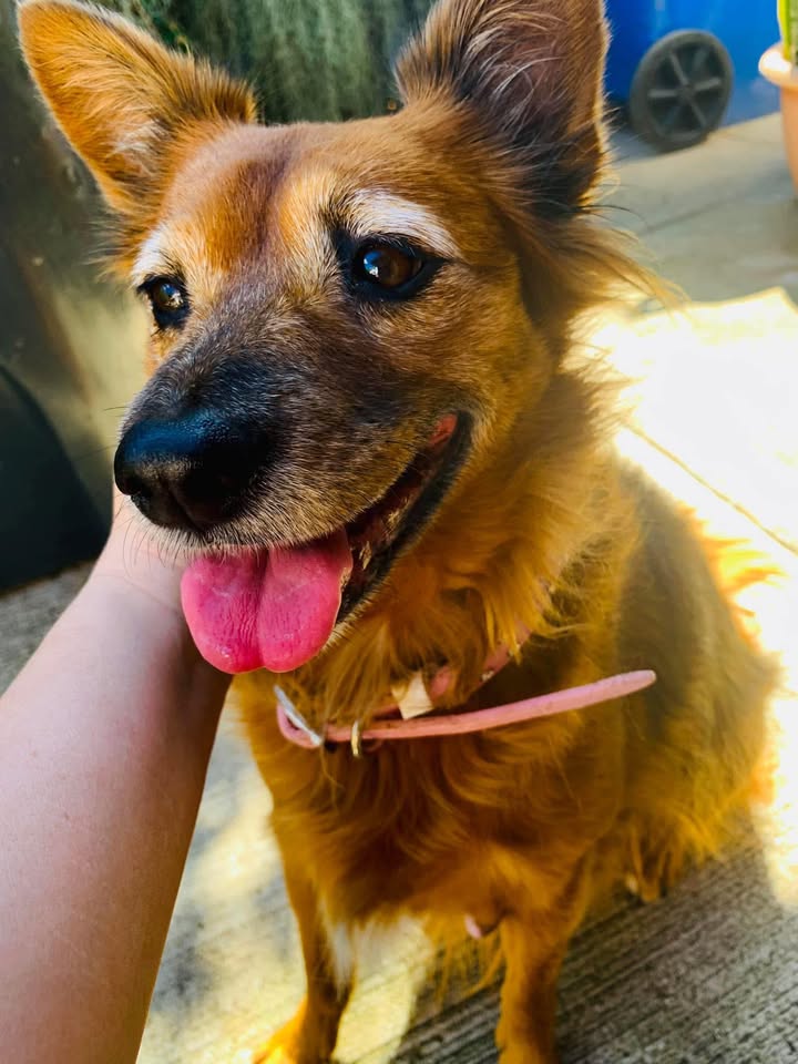LOST PET - West Loch, Ewa Beach, Oahu | Stolen Stuff Hawaii