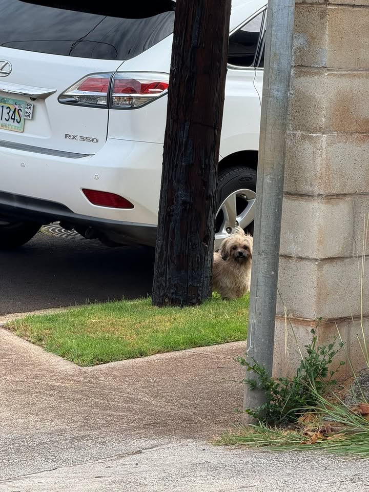ANIMAL SIGHTING - Loaa Street, Waipahu | Stolen Stuff Hawaii