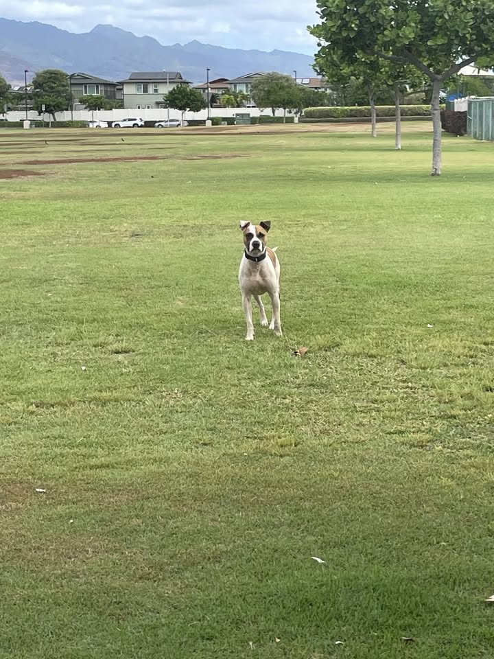 ANIMAL SIGHTING - Keanui Drive, Ewa Beach, Oahu | Stolen Stuff Hawaii