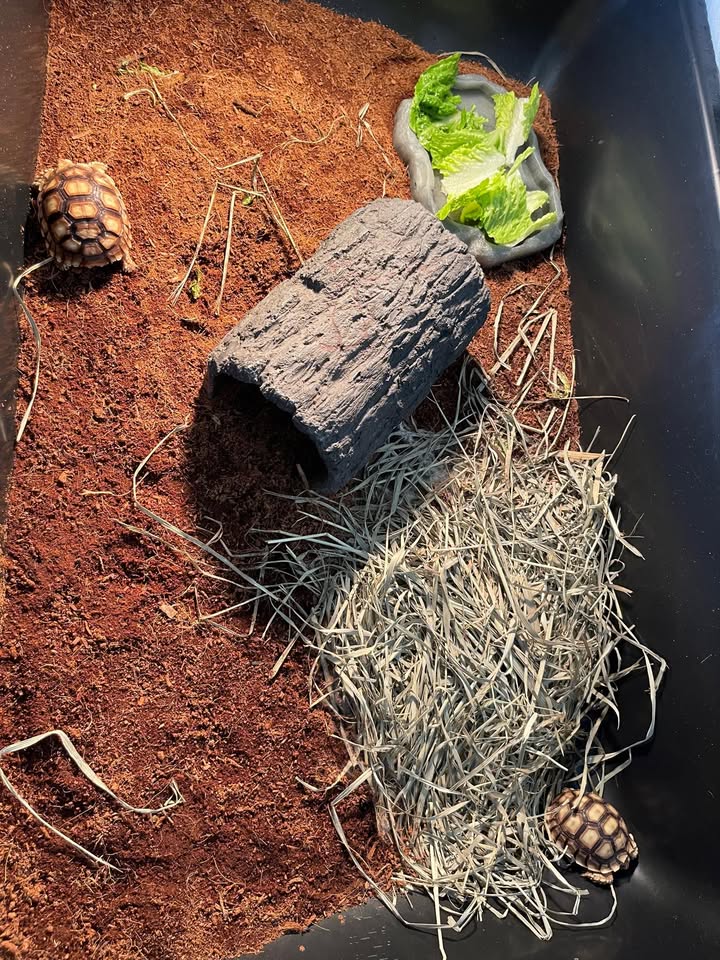 LOST PET - Pooholua Street, Aiea, Oahu | Stolen Stuff Hawaii