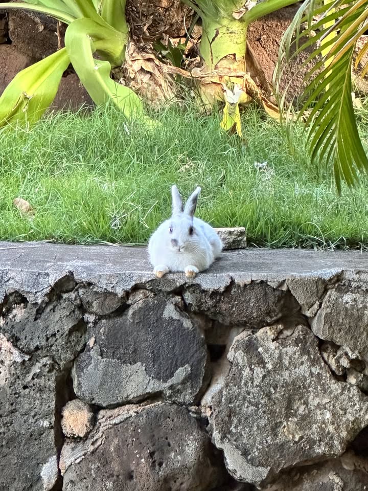 LOST PET - Kaimoku Place, Honolulu, Oahu | Stolen Stuff Hawaii